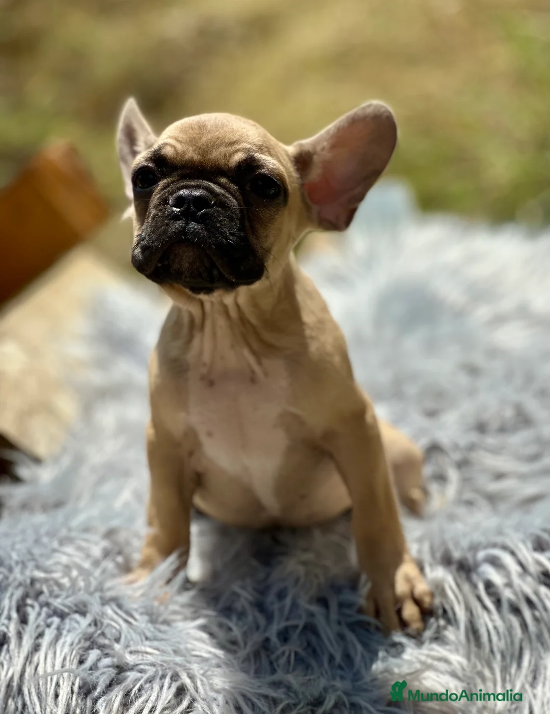 Bulldog Francés perros en venta: BULLDOG FRANCÉS FAWN DISPONIBLES - Anuncio 1