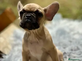 Bulldog Francés perros BULLDOG FRANCÉS FAWN DISPONIBLES - Anuncio 2