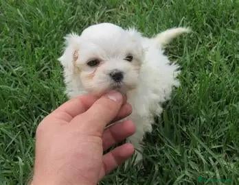 Bichón Maltés perros BICHON MALTES, 2 MESES - MACHO - Anuncio 1