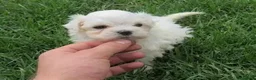 Bichón Maltés perros en venta: BICHON MALTES, 2 MESES - MACHO en Madrid - Anuncio 1