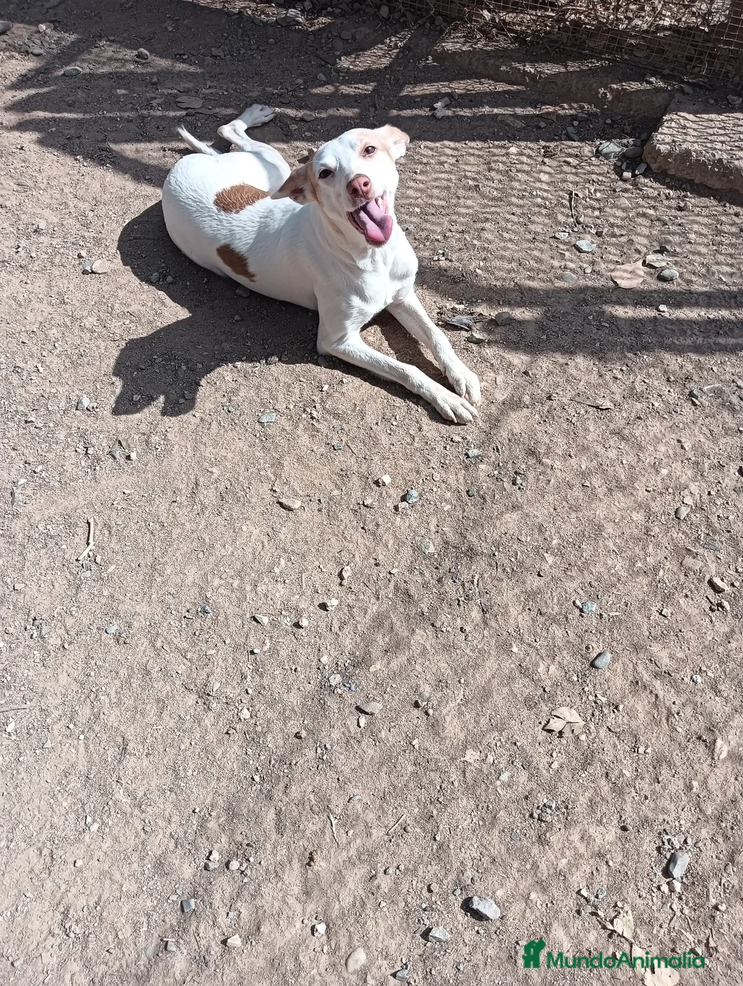 Podenco Andaluz perros en venta: Podenco andaluz  - Anuncio 1