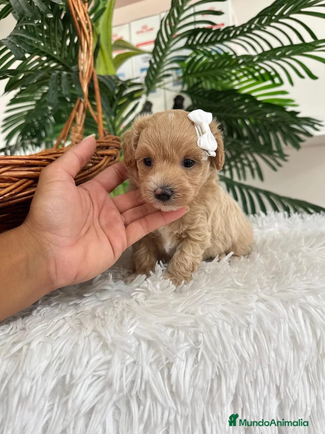 Maltipoo perros en venta: MALTIPOO  - Anuncio 9