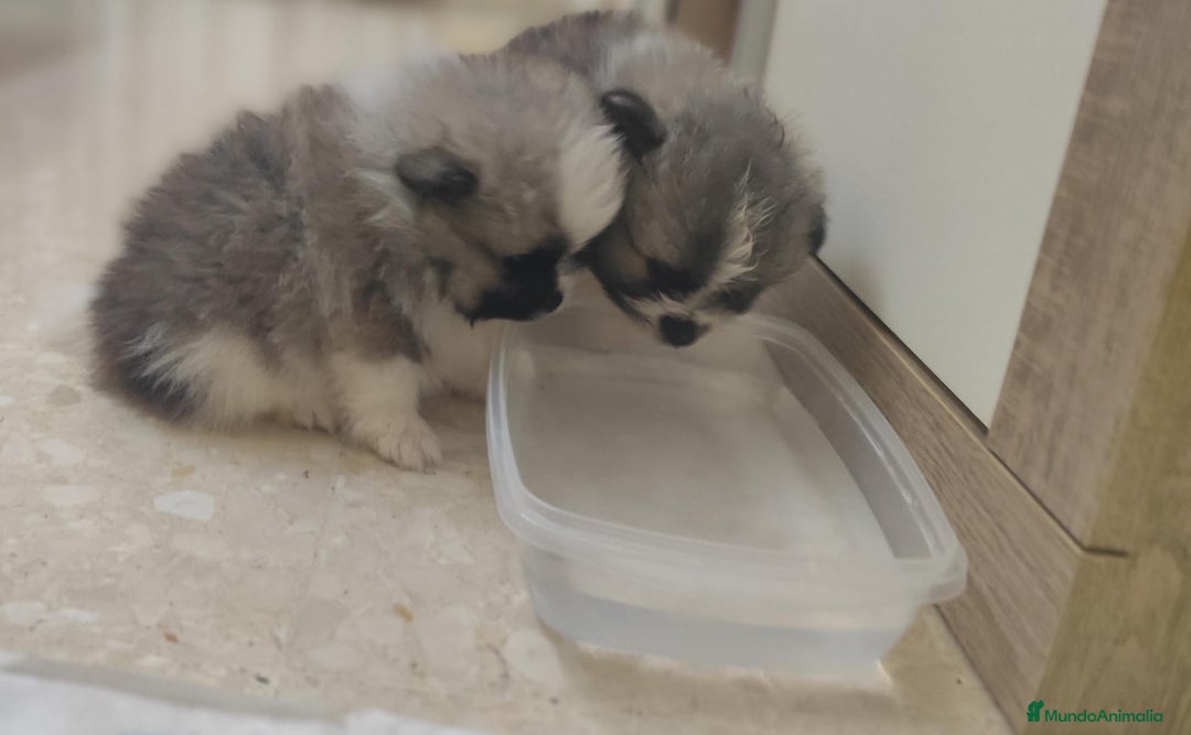 Pomerania perros en venta: Pomerania  - Anuncio 14