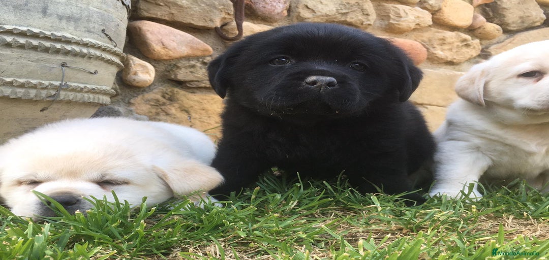 Imagen de galería {{count}}