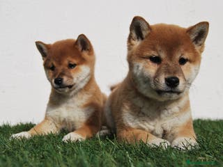 Shiba Inu perros SHIBA INU . CACHORROS en Madrid - Anuncio 4