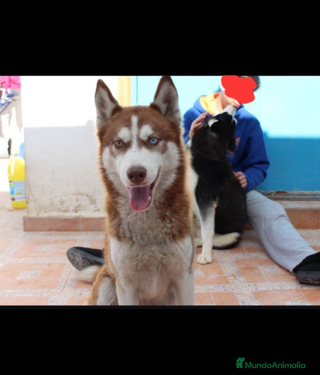 Husky Siberiano perros en venta: ‼️‼️husky siberianos - Imagen 3