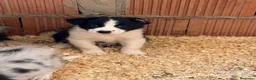 Border Collie perros en venta: Borde collie  - Anuncio 2