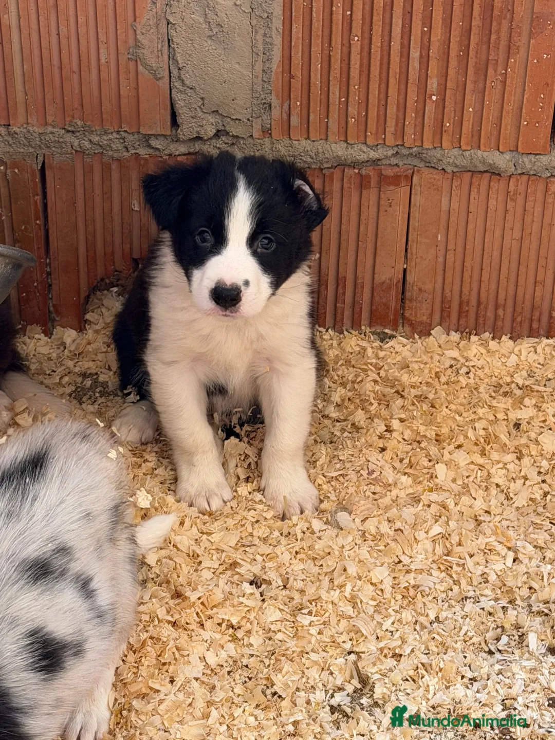 Border Collie perros en venta: Borde collie  - Anuncio 2