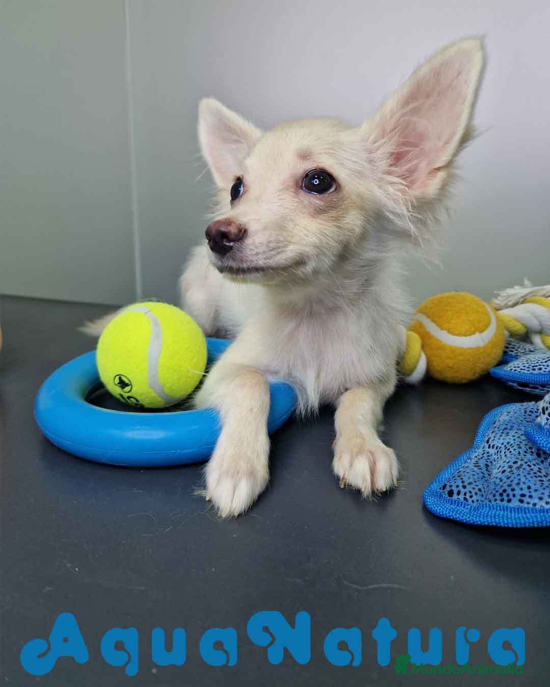 Pomchi perros en venta: Pomchi Hembra 1756 AQUANATURA - Imagen 3