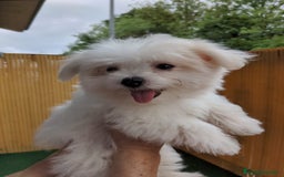 Bichón Maltés perros en venta: Camada de bichón maltés - Imagen 26