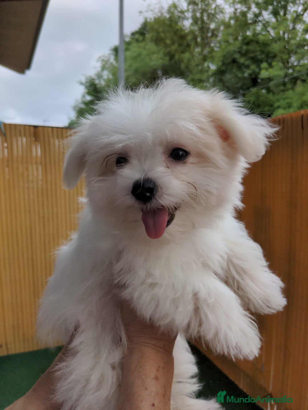 Bichón Maltés perros en venta: Camada de bichón maltés - Imagen 26