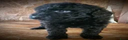 Caniche Toy perros en venta: Caniche toy precio real - Anuncio 9
