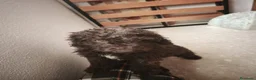 Perro de Agua Español perros en venta: Perra de agua - Anuncio 3