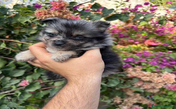 Pomerania perros en Sevilla - Anuncio 11