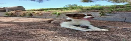 Pastor Australiano perros en venta: PASTOR AUSTRALIANO  - Anuncio 11