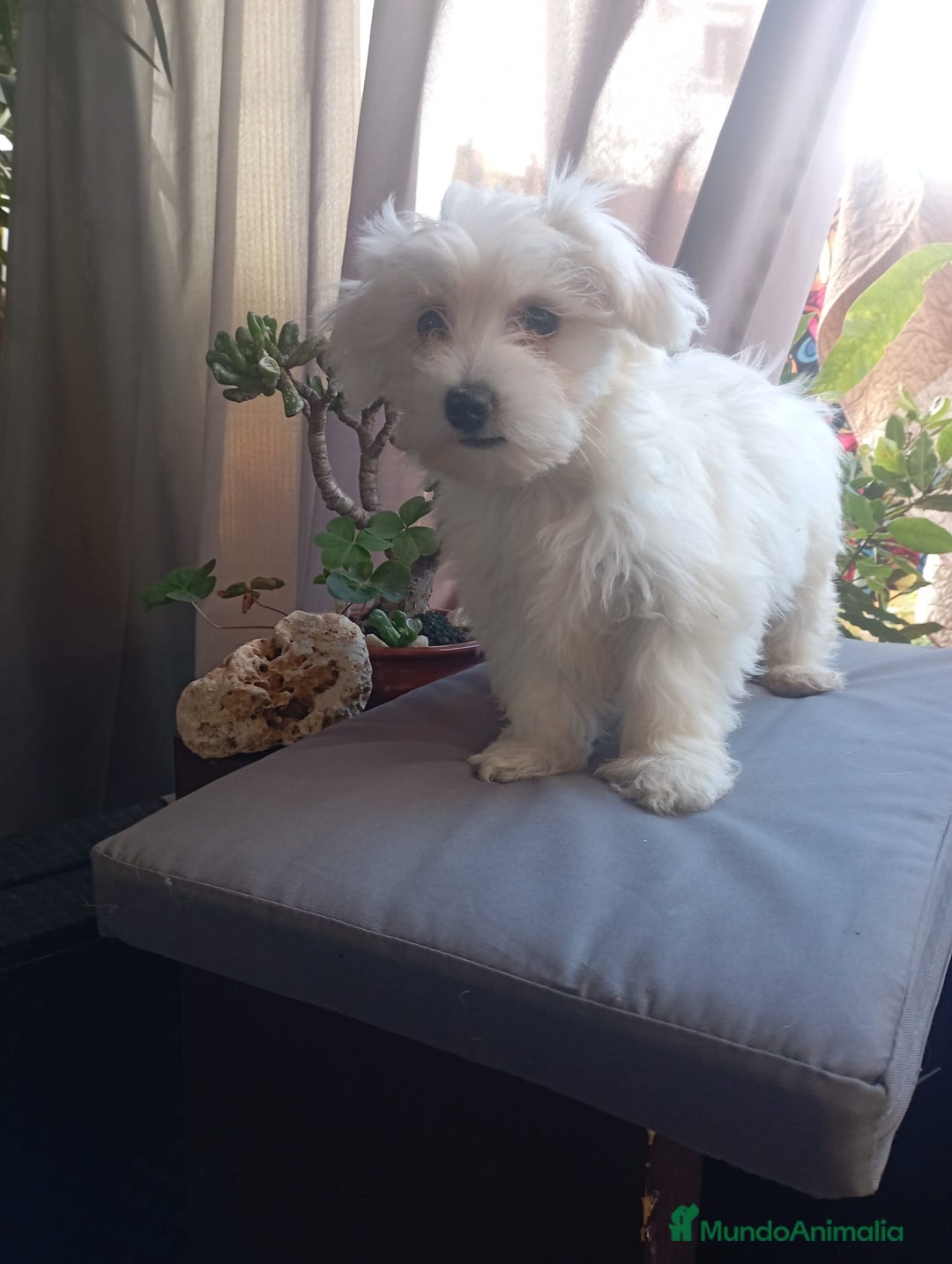 Bichón Maltés perros en venta: Último bichón maltés  - Anuncio 2