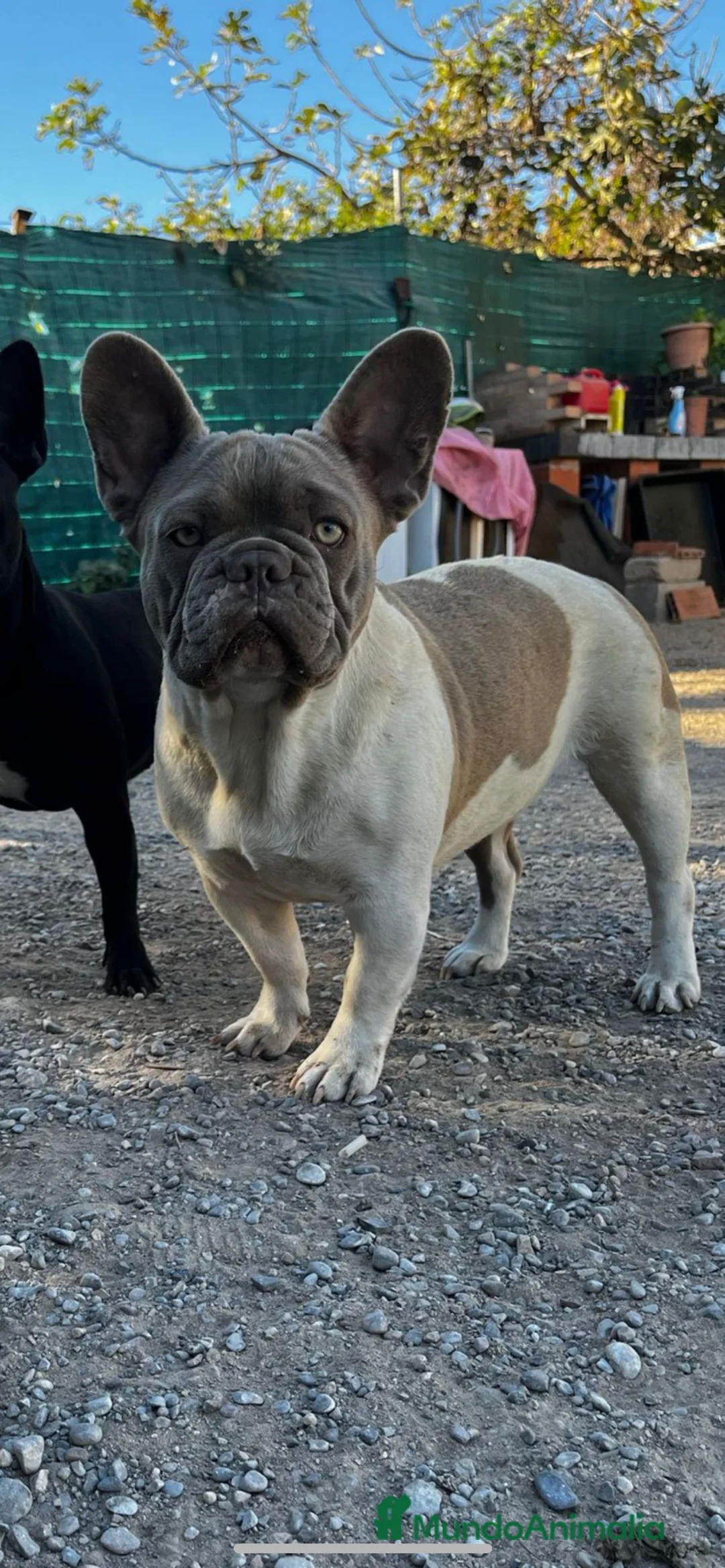 Bulldog Francés perros en venta: Bebés Criados en Familia con Amor y Respeto" - Anuncio 3