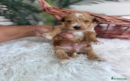 Caniche Toy perros en venta: CANICHE TOY MACHO - Imagen 7
