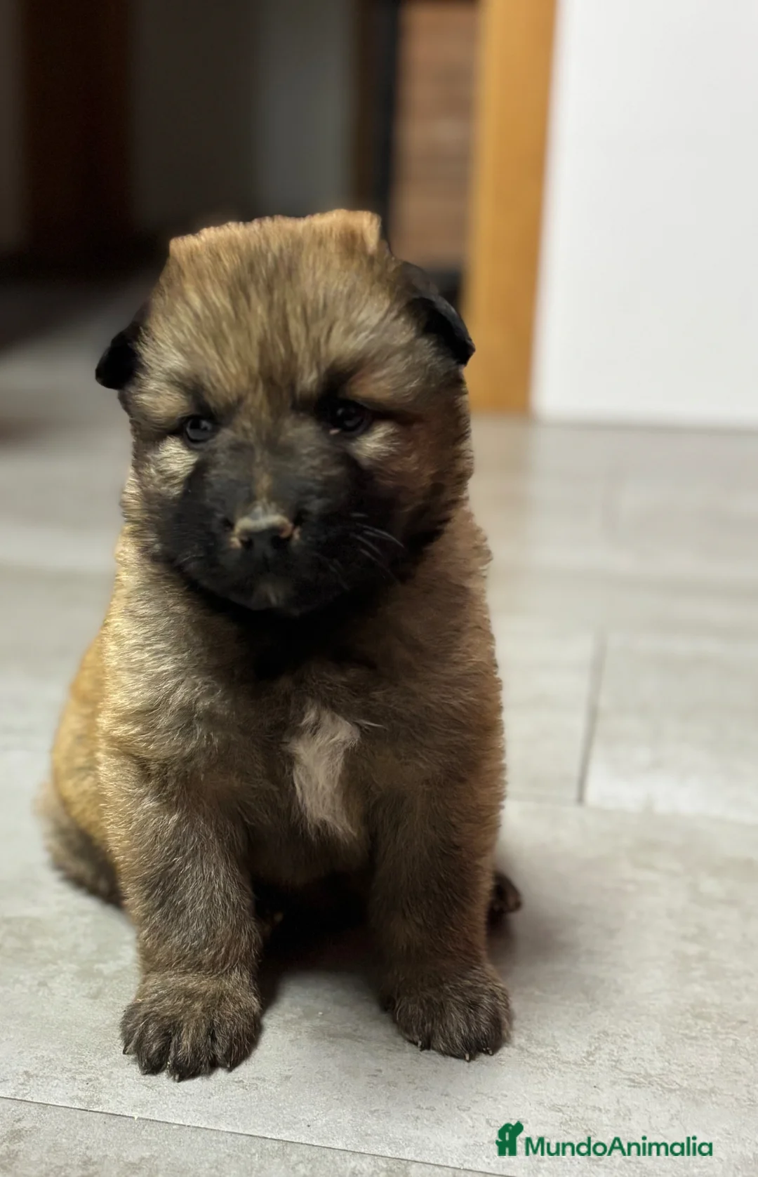 Pastor del Cáucaso perros en venta: Pastor del caucaso 🔥🐾🐶 en Alicante - Anuncio 1