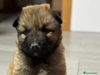 Pastor del Cáucaso perros Pastor del caucaso 🔥🐾🐶 - Anuncio 28