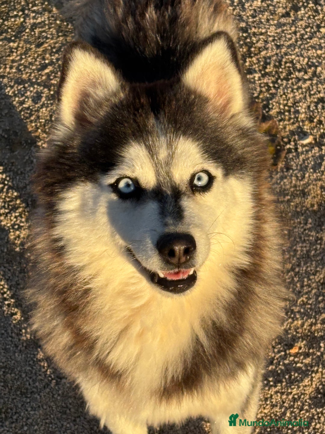 Pomsky perros en adopcion: 2 hembras de pomsky - Anuncio 5