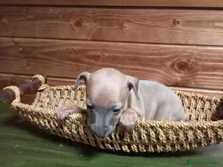 Pequeño Lebrel Italiano perros - Anuncio 10