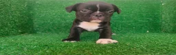 Bulldog Francés perros en venta: Bulldog francés  - Anuncio 3