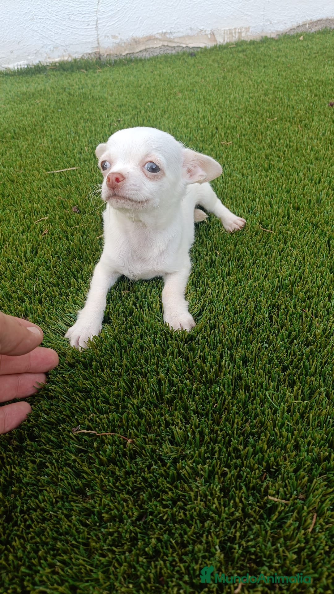Chihuahua perros Machito de Chihuahua - Anuncio 3