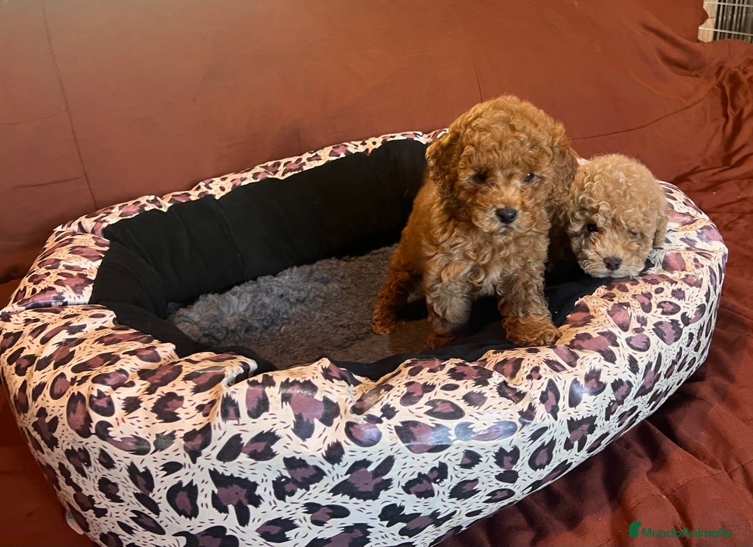 Caniche Toy perros en venta: Caniches toys en bilbao - Imagen 1