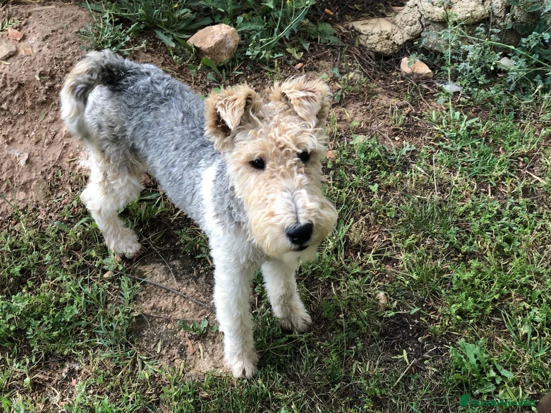 Fox Terrier de Pelo Duro perros en venta: Foxterrier camada - Anuncio 9