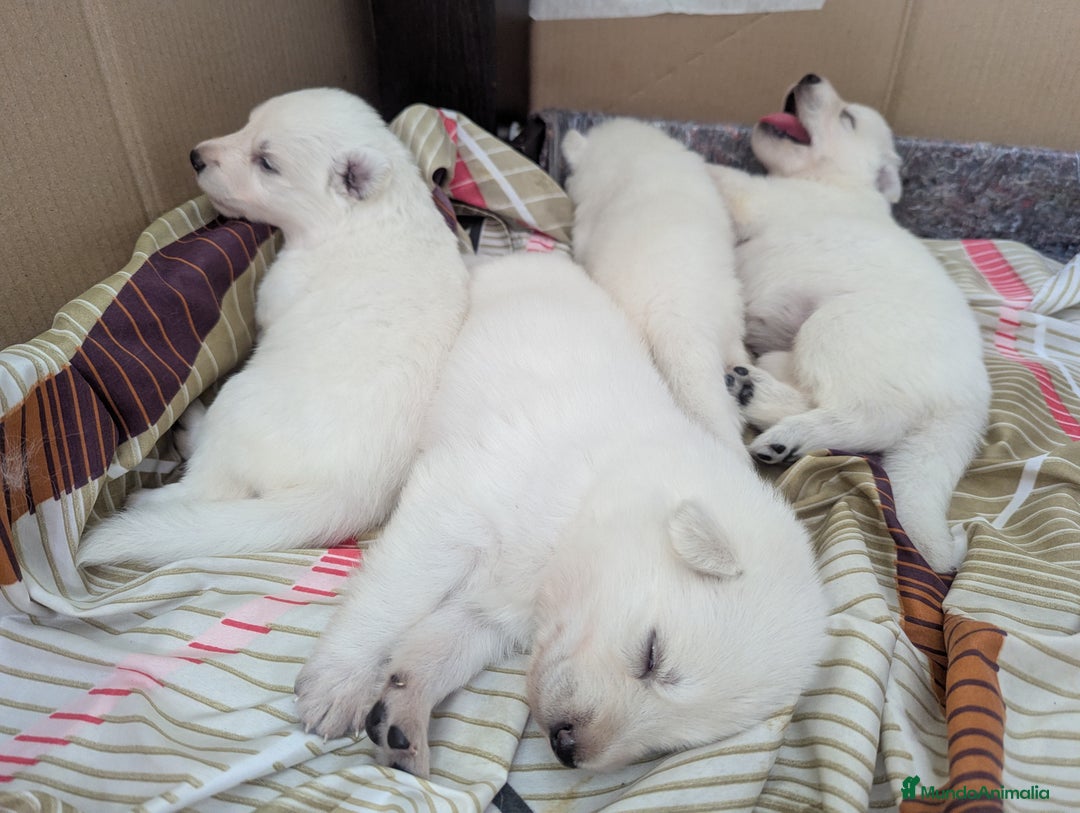 Pastor Blanco Suizo perros en venta: Cachorros de Pastor Blanco Suizo - Imagen 3