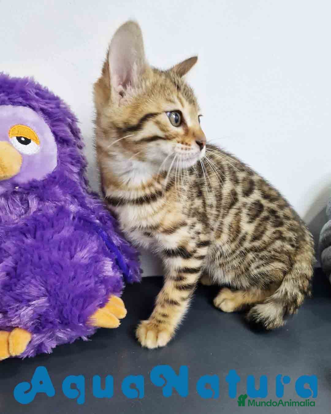 Bengalí gatos Bengali Hembra 1824 AQUANATURA en Barcelona - Anuncio 2