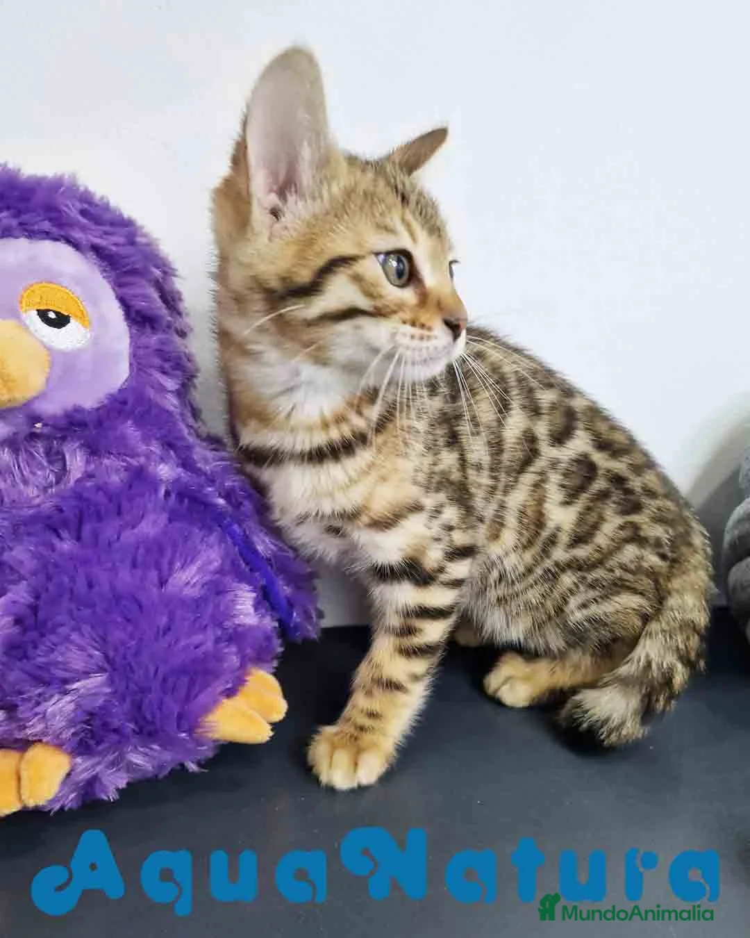 Bengalí gatos en venta: Bengali Hembra 1824 AQUANATURA en Barcelona - Anuncio 2