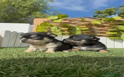 Chihuahua perros en venta: CHIHUAHUA-OJOS AZULES - Imagen 23