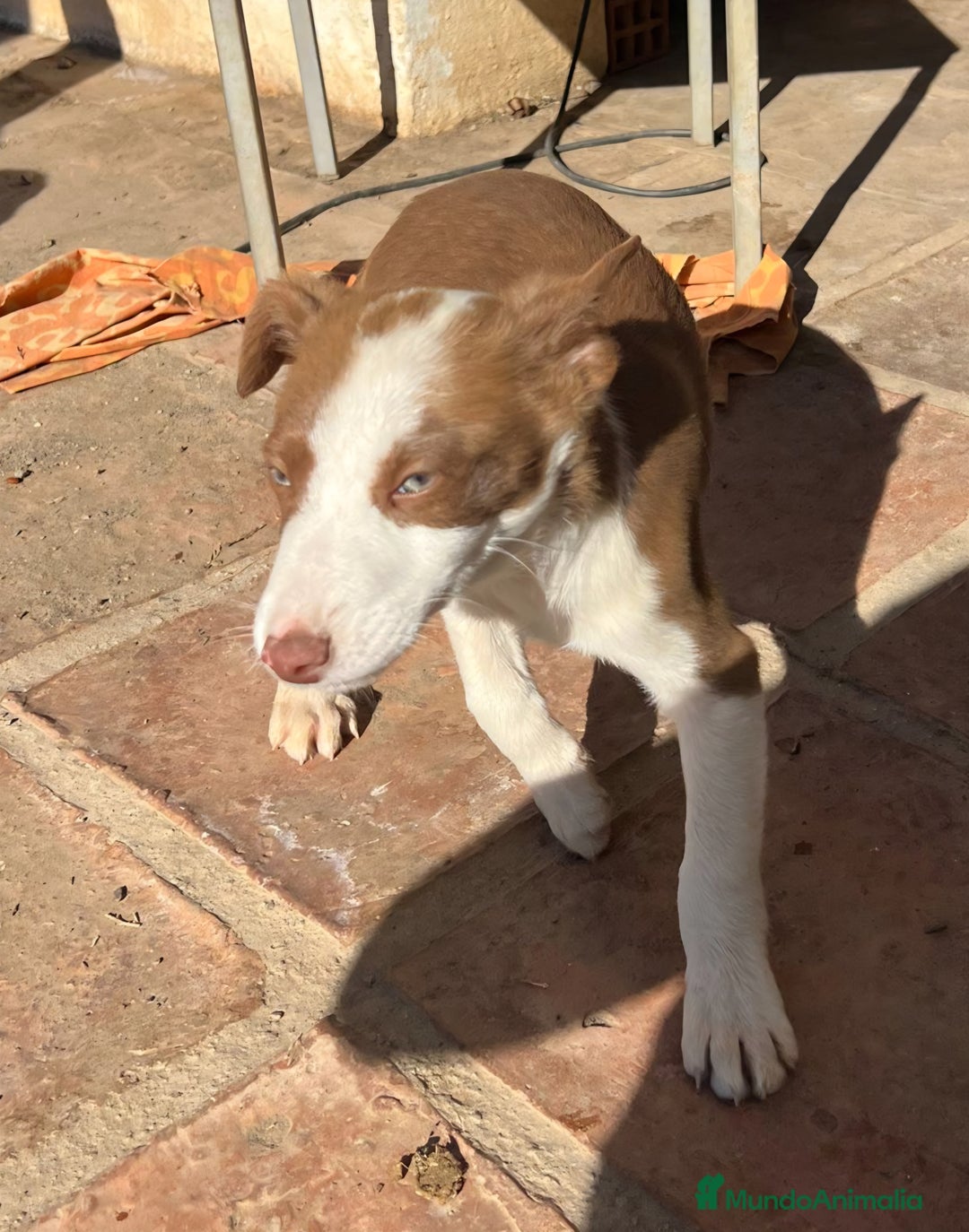 Border Collie perros en venta: Preciosos border collie  - Anuncio 1