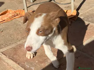 Border Collie perros Preciosos border collie - Anuncio 13