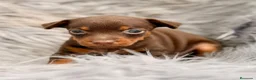 Pinscher Miniatura perros en venta: MINI PINCHER CHOCOLATE  - Anuncio 2
