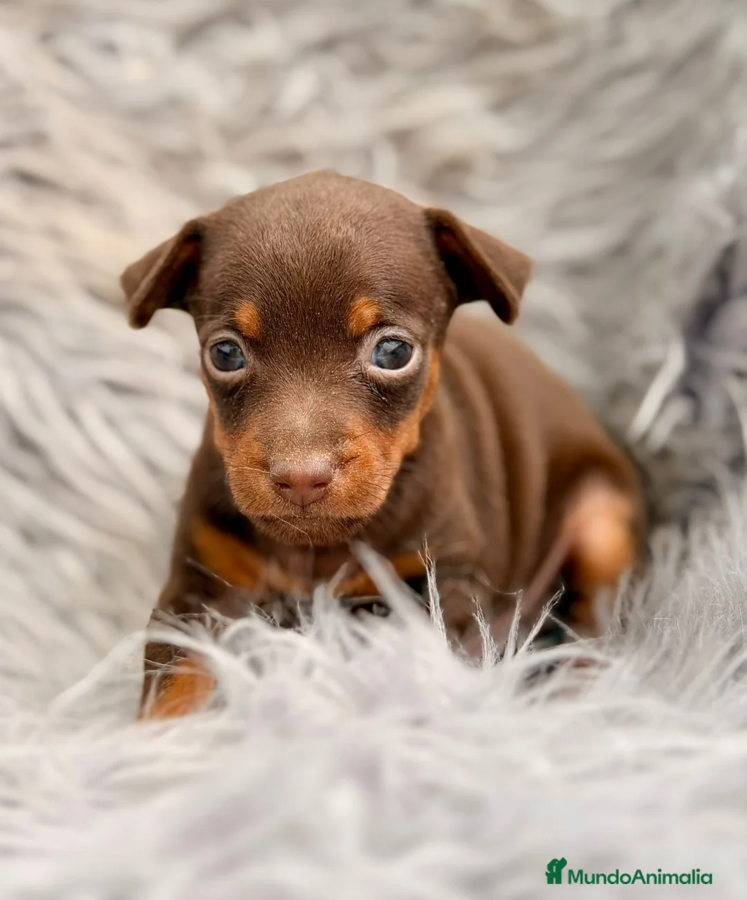 Pinscher Miniatura perros en venta: MINI PINCHER CHOCOLATE  - Anuncio 2