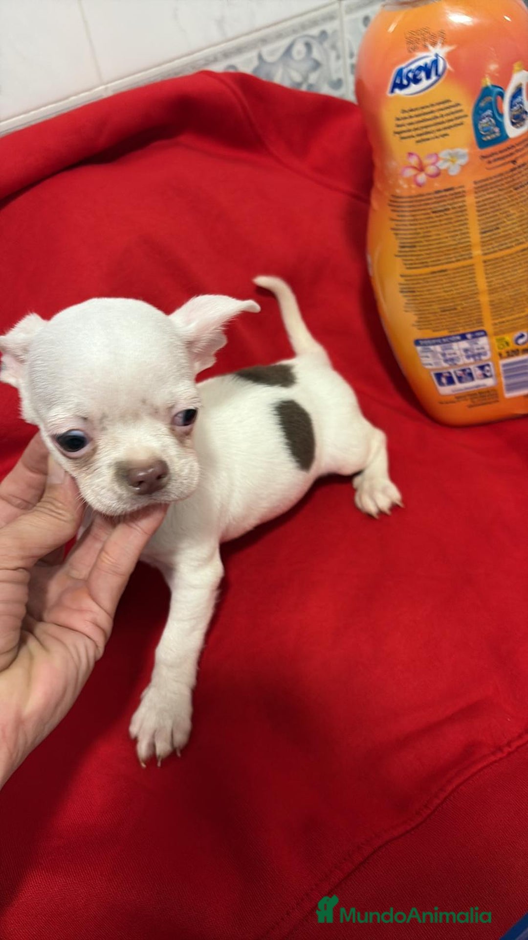 Chihuahua perros en venta: Chihuahua toy blanco - Anuncio 12