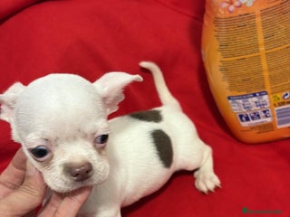 Chihuahua perros Chihuahua toy blanco - Anuncio 2