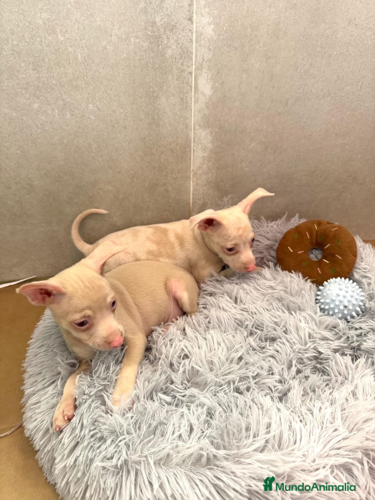 Pinscher Miniatura perros Caraby Harlequin Pinscher Benidorm  - Anuncio 3