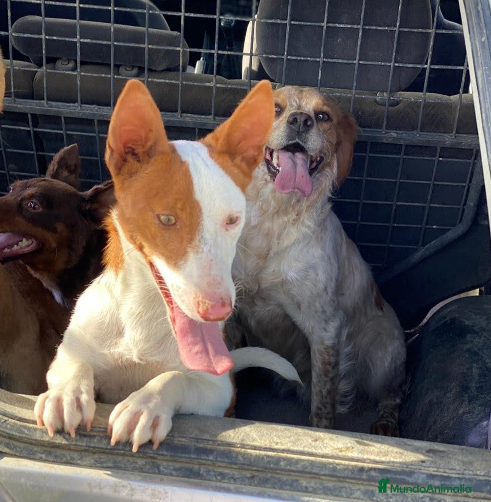 Podenco Andaluz perros Podenco maneto en Salamanca - Anuncio 6