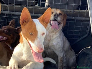 Podenco Andaluz perros en Salamanca - Anuncio 1