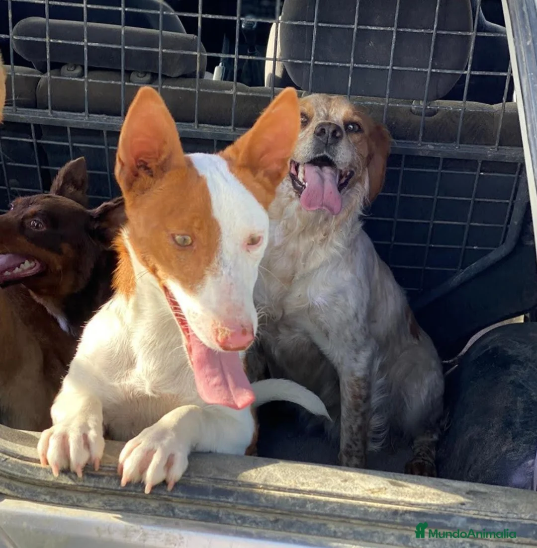 Podenco Andaluz perros en venta: Podenco maneto en Salamanca - Anuncio 1