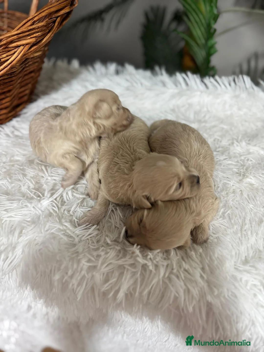Maltipoo perros en venta: MALTIPOO HEMBRAS - Anuncio 20