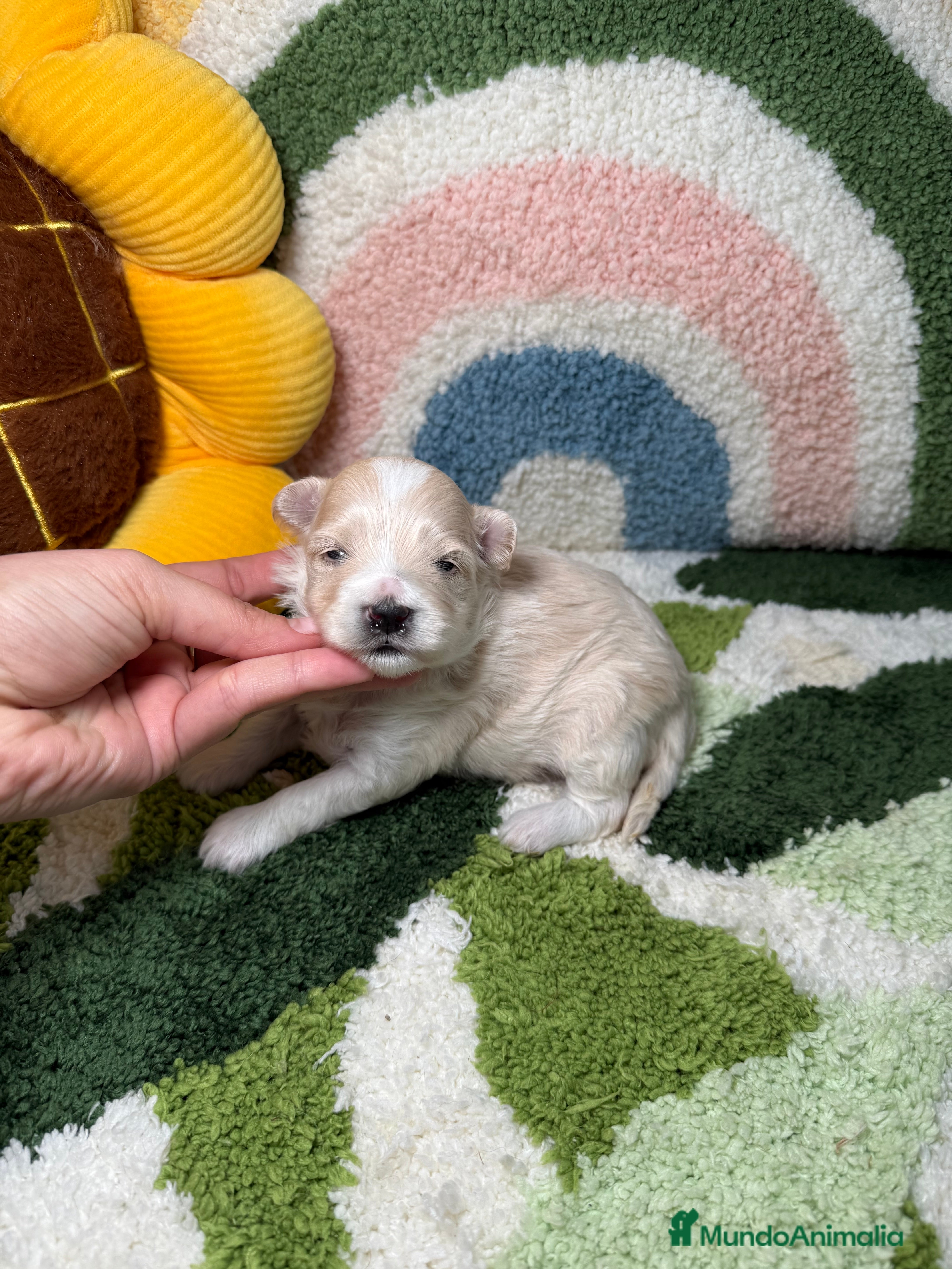 Maltipoo perros Maltipoo Mini Toy - Anuncio 1