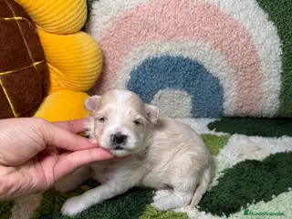 Maltipoo perros Maltipoo Mini Toy - Anuncio 1