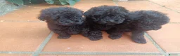 Caniche Toy perros en venta: Caniche toy hembra negros - Anuncio 4