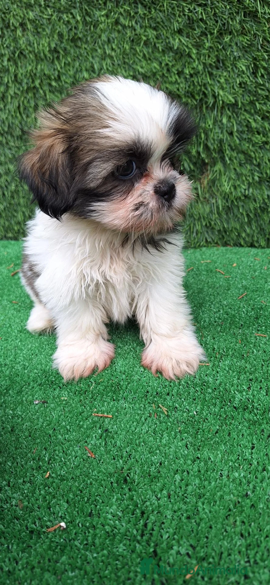 Shih Tzu perros en venta: Shih Tzu - Anuncio 2