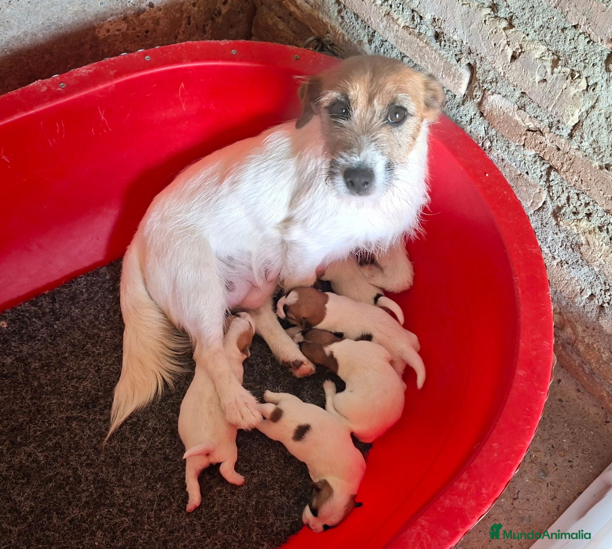 Jack Russell Terrier perros CACHORROS DE JACK RUSSELL - Anuncio 1